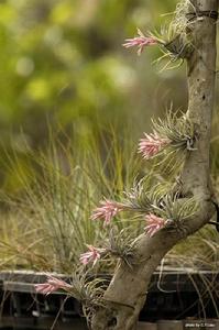 華盛頓公約中的保護生物