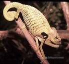 扇耳變色龍 扇耳變色龍