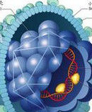 A型肝炎 A型肝炎