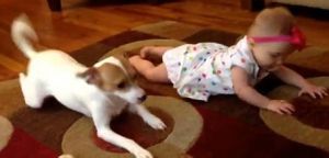 buddy巴迪寵物 buddy巴迪寵物