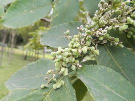 鹽膚木[無患子目漆樹科植物]