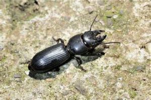 大葫蘆步行蟲 大葫蘆步行蟲