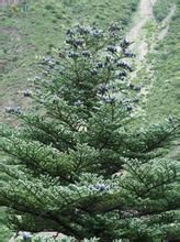 怒江冷杉 怒江冷杉