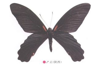 紅基美鳳蝶 紅基美鳳蝶