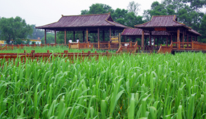 鼎翔葦海蟹灘 鼎翔葦海蟹灘