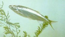 寡鱗副鰍 寡鱗副鰍