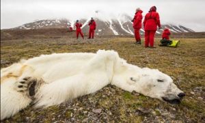 北極熊保育組織
