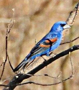大嘴雀[燕雀科鳥類]