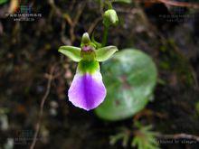 七月一枝花原植物