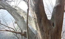 南夢溪 榔榆 千年 古樹