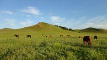 烏蘭布通[內蒙古自治區克什克騰旗西的草原]