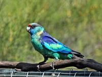 伯納德氏鸚鵡 伯納德氏鸚鵡