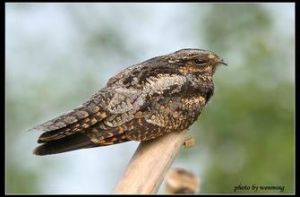 星斑夜鷹 星斑夜鷹