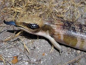 西部藍舌石龍子