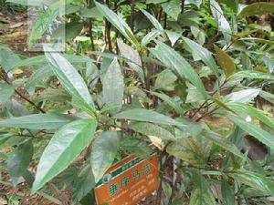 日本黃猄草 日本黃猄草