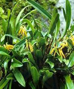 狹唇卷瓣蘭 狹唇卷瓣蘭