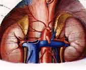 先天性醛固酮增多症 先天性醛固酮增多症