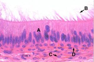 纖毛大尾溞 纖毛大尾溞