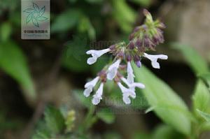 長冠鼠尾草紫參