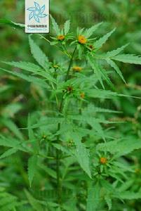 羽葉鬼針草 羽葉鬼針草