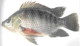 新吉富羅非魚 新吉富羅非魚