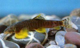 橫斑原纓口鰍 橫斑原纓口鰍