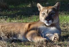 德克薩斯州美洲獅 德克薩斯州美洲獅