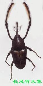 長足竹大象 長足竹大象