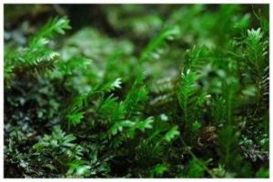 福建鳳尾蘚 福建鳳尾蘚