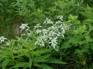 密毛薄雪火絨草 密毛薄雪火絨草