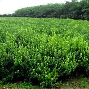 福建冬青（原變型）