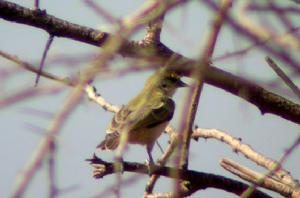 斑額攀雀 斑額攀雀