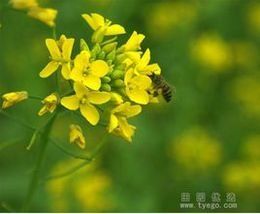 油菜花蜂蜜 油菜花蜂蜜