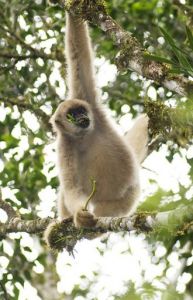 絨毛蜘蛛猴 絨毛蜘蛛猴
