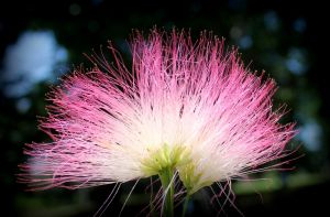 安神寶沖劑 安神寶沖劑