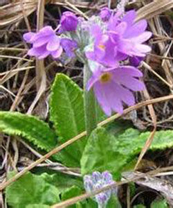 梵淨報春 梵淨報春