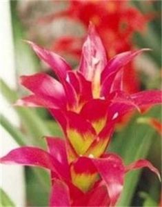 香水塔花 香水塔花