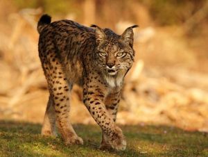 呼倫貝爾盟猞猁 呼倫貝爾盟猞猁