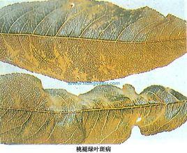 桃褪綠葉斑病 桃褪綠葉斑病
