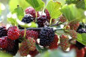 桑葚中毒 桑葚中毒