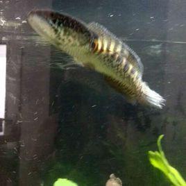 黃金眼鏡蛇雷龍 黃金眼鏡蛇雷龍