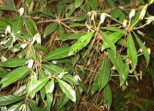 銹葉新木姜子 銹葉新木姜子