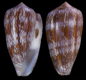 黃松織錦芋螺 黃松織錦芋螺