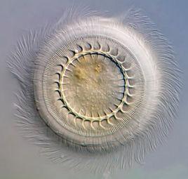 車輪蟲科 車輪蟲科