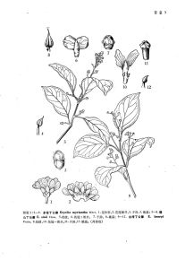 來源：中國植物志原版墨線圖