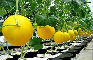 聖羅蘭高級洋香瓜 聖羅蘭高級洋香瓜