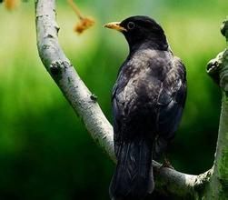 BANGGAI烏鴉 BANGGAI烏鴉