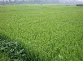 南門村[雲南省楚雄市元謀縣元馬鎮南門村]