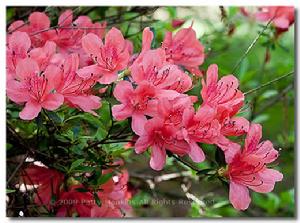 深紅硃砂杜鵑 深紅硃砂杜鵑