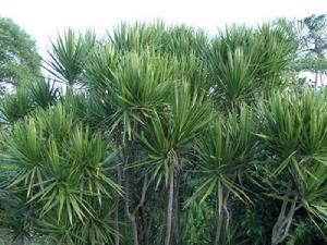 龍舌蘭科 龍舌蘭科